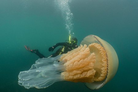 Иң ҙур медузаны күргегеҙ киләме?